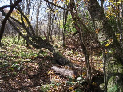 Sideways Tree
...used as a step on the A.T.
Big Bald Mountain
October, 2010
