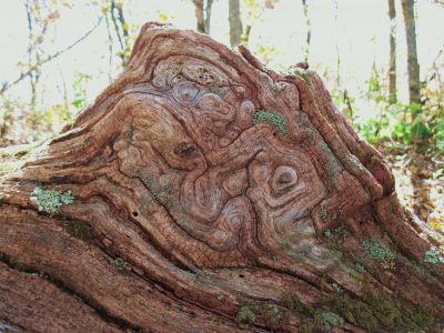 Gnarly Log
Bald Mountain
October, 2010
