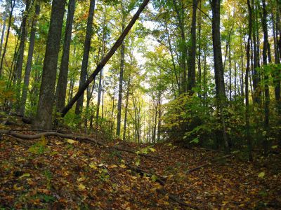 Whitehouse Mountain Trail
The gap behind the knob...
Rocky Fork, 
October, 2010
