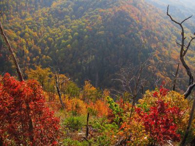 View From Whitehouse Mountain
Autumn Scene on Whitehouse Mountain,
Flint Mountain across the valley,
Rocky Fork, October, 2010
