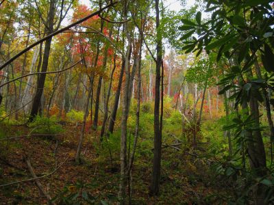 Whitehouse Mountain Trail
Rocky Fork,
October, 2010
