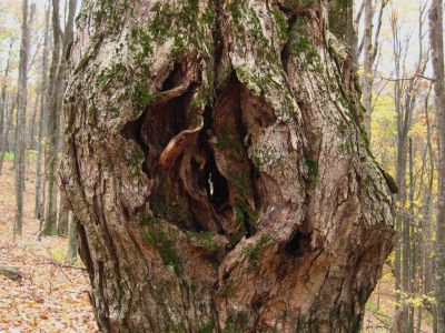 Torn
Unaka Mountain,
October, 2010
