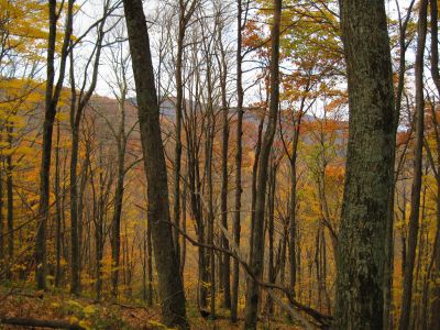 Autumn Scene
Unaka Mountain,
October, 2010
