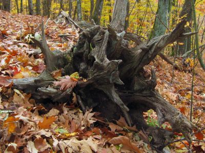 Gnarly Roots
Unaka Mountain,
October, 2010
