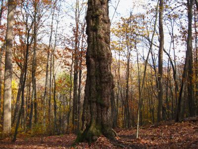 Large, Knotted Tree
October, 2010
