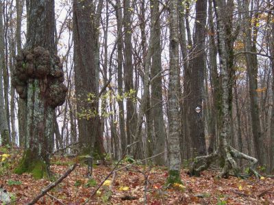 Funky Trees
Unaka Mountain,
October, 2010
