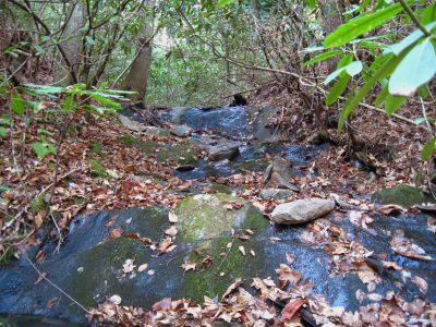 Long Branch Falls
another set of Falls (although not much water flowing off them) on Long Branch in Rocky Fork.
November, 2010
