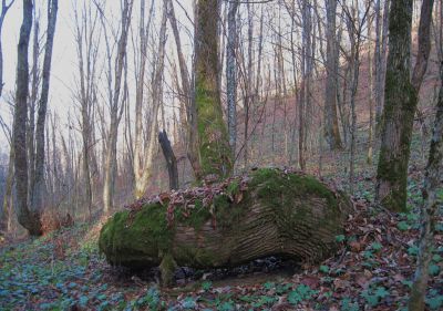 Mossy Picnic Table-like tree
hugging the ground, made for a nice sit-log while eating lunch.
November, 2010

