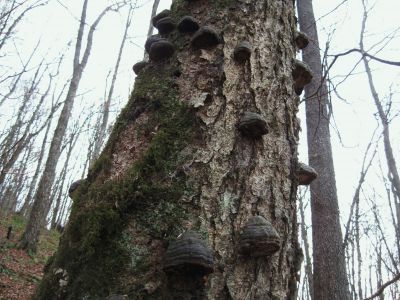 Barnacle-like Fungus
Divide Mountain,
November, 2010
