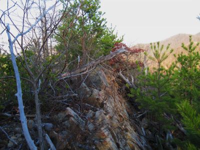 Longarm Ridge 'Trail'
The 'Knife's Edge-like' ridge-top.
November, 2010
