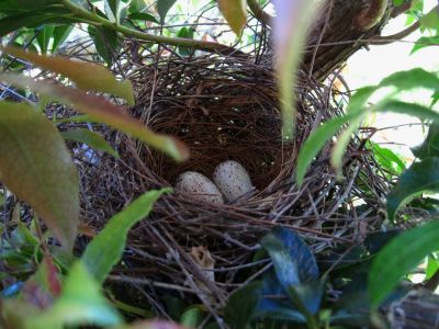 Cardinal's Nest
May 2018
