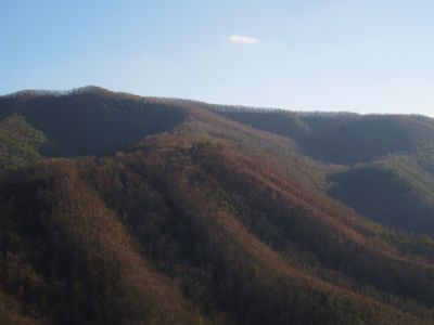 View From Longarm Ridge
Closer view of the southwestern edge of Big Pine Ridge, with the 'Wilderness Hollow' at far right...
November, 2010
