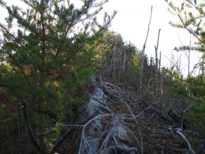Longarm Ridge
The 'trail' on Longarm Ridge Top.
November, 2010

