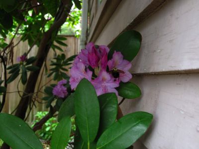 Bumble Bee on Rhododendron
May 2018
