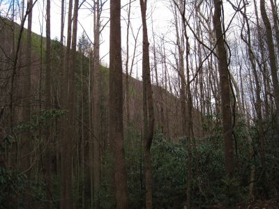 Longarm Ridge
Profile from the Longarm Branch Trail,
November, 2010
