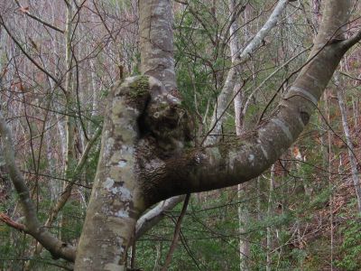 Mangled
Longarm Branch
Sampson Wilderness
November, 2010
