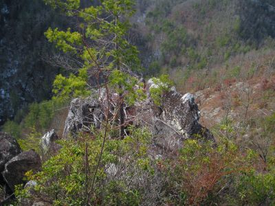 Whitehouse Mountain Cliffs
'Stonehenge'
The disk-like, sheer-sided, fractured rock spine that rises up out of the side of the knob above Rocky Fork Creek.
Rocky Fork Area,
December, 2010
