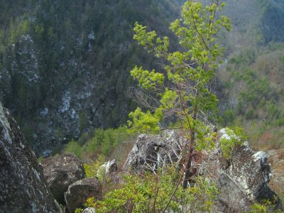 Whitehouse Mountain Cliffs
Standing on one cliff, looking over at another (Flint Mountain Cliffs)...Rocky Fork Creek is wayyy down below.
Rocky Fork Area,
December, 2010
