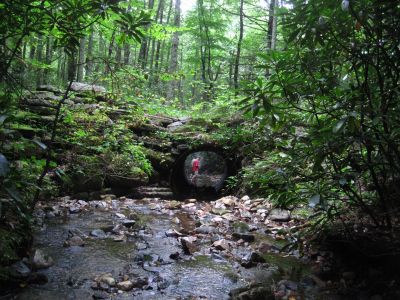 Dan-o and Melanie
Somewhat surreal scene,
Unaka Mountain,
8-10-2018
