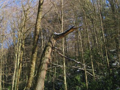 Another 'Croc Tree'
Near Spivey Gap,
1-29-2011
