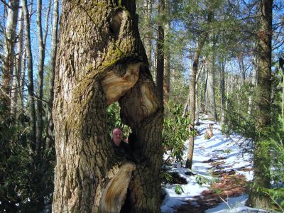 Hollow Tree
Rat Patrol checks out the Hollow Tree.
Upper Devil's Creek,
1-29-2011
