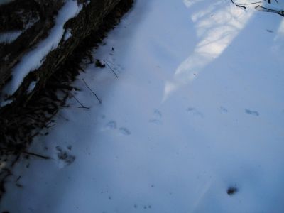 Animal Tracks 
In the snow...
Upper Devil's Creek,
1-29-2011
