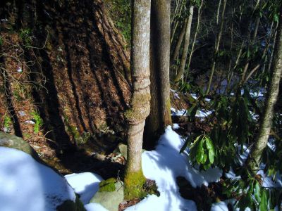 Banded Tree
Upper Devil's Creek,
1-29-2011
