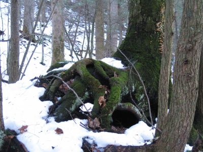 Interesting Roots
Devil's Creek,
1-29-2011
