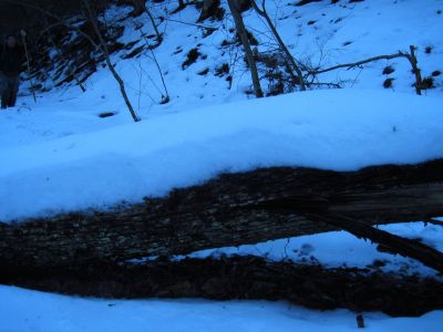 Snow On Log
It was getting a bit dark...
Upper Devil's Creek,
1-29-2011
