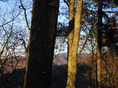 Unaka Ridges
As seen through the trees, and across the Devil's Creek Valley, and the Nolichucky Gorge.
1-29-2011
