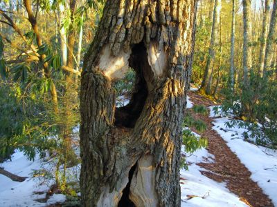 Gnarly, Hollow, See Through, Tree
Devil's Creek Gap,
1-29-2011
