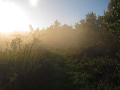 Sun-lit Fog in Joe Lewis Fields
9-25-2018
