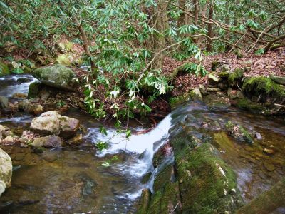 Cascades on Little Jennings Creek
2-1-2011
