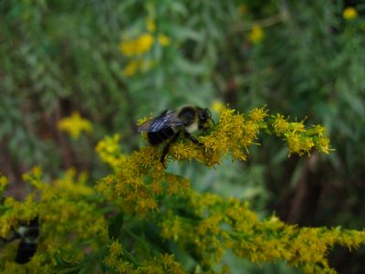 Bumblebee on Goldenrod
October 2018
