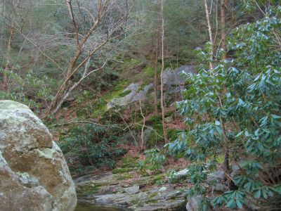 Mossy Hillside
Lower Devils Creek,
2-6-2011
