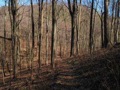 Deep Gap
With Buzzard Roost Ridge rising up just beyond (the Little Paint Creek Trail goes down to the left).
2-19-11
