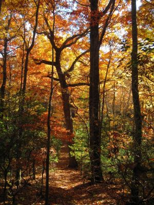 Big Trees
...on the way to Temple Hill Gap
11-3-2018
