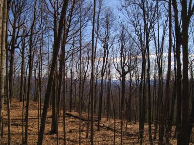 View From Spring Mountain
2-19-11
