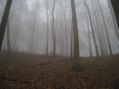 Rich Mountain
Trail to California Fields in the fog.
Almost to the top of mountain...
11-9-2018
