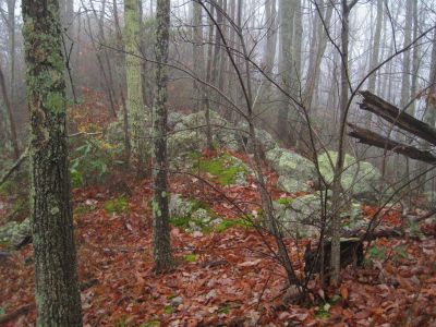 Flattop
On the ridge, almost to the top of the mountain knob,
Was very cold and wet by this point,
Was very foggy and getting dark fast.
11-15-2015
