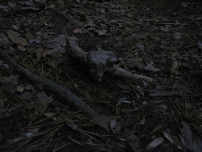 Spooky Root In Trail
Buzzard Roost Ridge,
2-19-11
