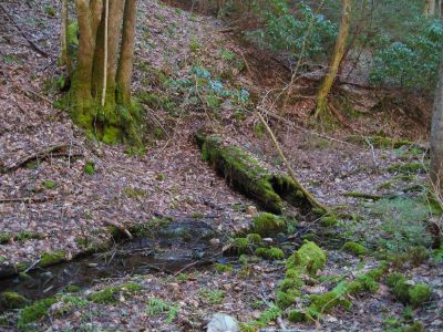 Mossy Old Log
on the Buckeye Falls Trail,
2-26-2011
