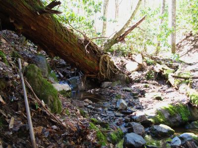 Growing On Log
along the Buckeye Falls Trail,
2-26-2011
