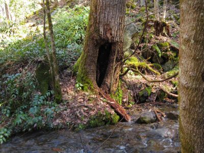 Buckeye Falls Trail
hollow tree at the entrance to the Buckeye Hollow,
2-26-2011
