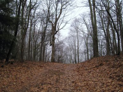 Steep And Cloudy
Trail ascending Rich Mountain,
3-5-2011
