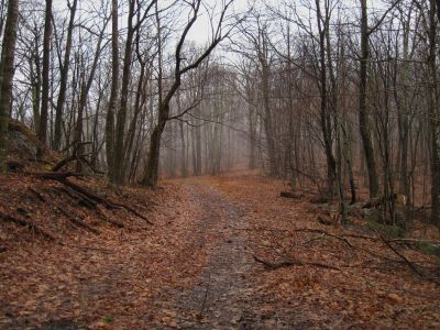 Rich Mountain Top
Heavy clouds between Wilson Knob and Frozen Knob,
3-5-2011
