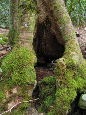 Hollow
Clarks Creek,
3-11-11
