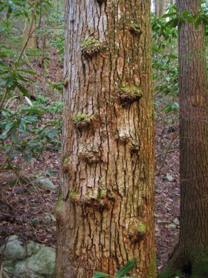 Knots With Moss
Sill Branch Trail, 
3-11-11
