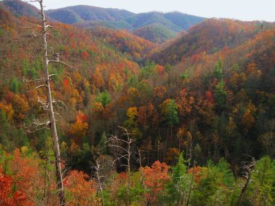 View From Big Pine Ridge
View of the Devil's Fork,
Ascending Big Pine Ridge Knob.
October, 2011
