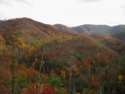 View From Big Pine Ridge
View of the Devil's Fork,
Ascending Big Pine Ridge Knob.
October, 2011
